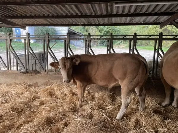 Buqa, Blonde d’Aquitane cattle