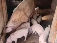 Vier, Porci — foto 1