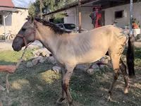 Cal, Tiger horse — foto 6
