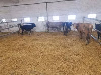 牛只（批次，未指定性别）, Simmental cattle — 照片 7