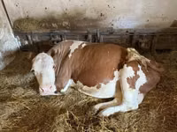 गाय, Simmental cattle — फ़ोटो 3