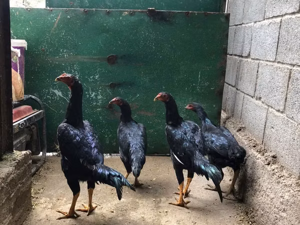 Gallinas Shamo