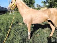 Otlar (partiya, jinsi ko‘rsatilmagan), Hanoverian — 8-rasm