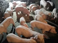 Verro — foto 1