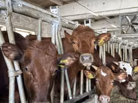 Vacă, Rasa Holstein — foto 8