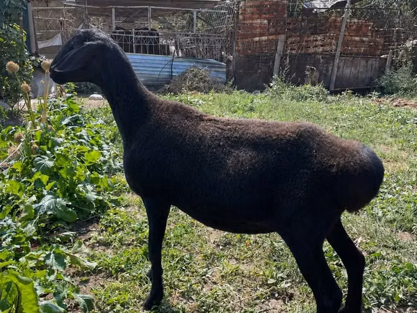نعجة, Arashan sheep