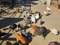 Chickens — photo 2
