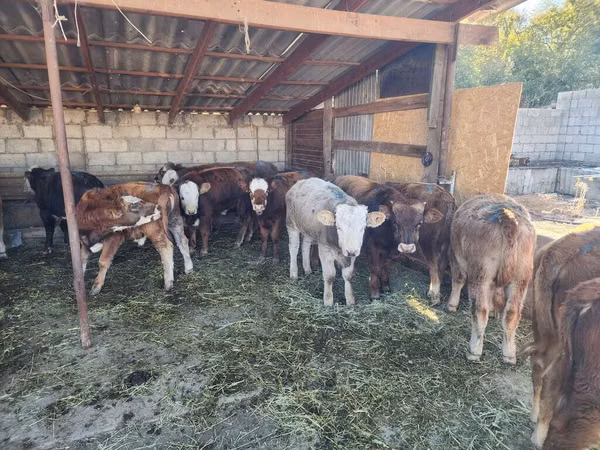 Bulle, Simmental cattle