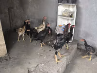 Chickens — foto 4