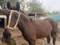 Iapă, Cai — foto 2