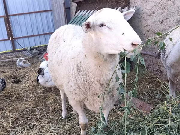 كبش, Romanov sheep