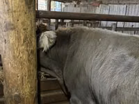 Buğa, Aberdin – Angus — foto 8