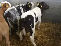 Bovine (lot, sex nespecificat), Simmental cattle — foto 4