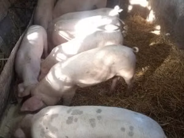 Säue, Schweine