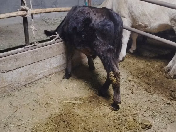 Bull, Cattle