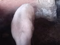 Vier, Porci — foto 1