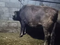 Bou, Bovine — foto 1