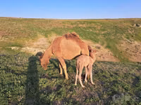 Tuya, Tuyalar — 4-rasm