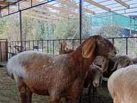 母羊, Arashan sheep — 照片 8
