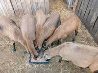 母羊, Cameroon sheep — 照片 2