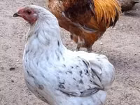 Chickens — photo 3