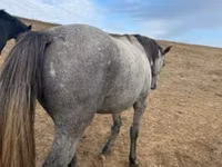 公马, Horses — 照片 3