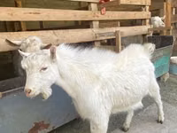 Cabra, Saanen goat — foto 1