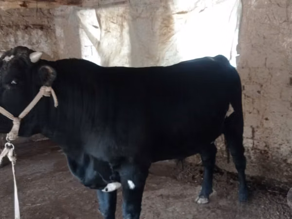 Bulle, Aberdeen-Angus