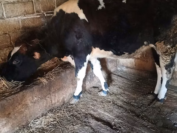 Cow, Holstein breed