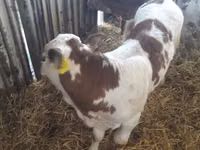Bovine (lot, sex nespecificat), Simmental cattle — foto 3