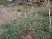 Vache, Simmental cattle — photo 2