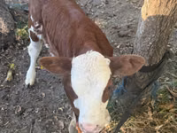 بقرة, Simmental cattle — الصورة 3