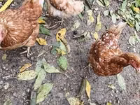 डेनिश हेन — फ़ोटो 1