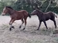 Égua, Cavalos — foto 2