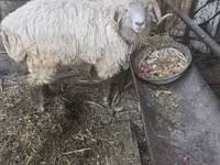 Ovejas (lote, sexo no especificado), Ovejas — foto 4