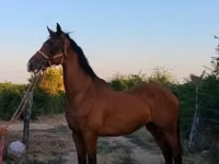 Cal, Dutch warmblood horse — foto 5