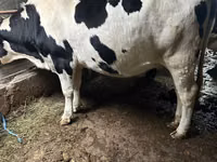 بقرة, Russian Black pied cattle — الصورة 3