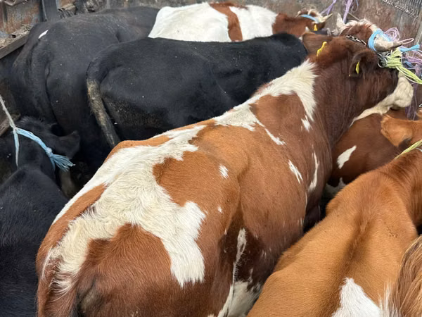 Bou, Simmental cattle