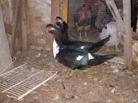 rață domestică Muscovy — foto 4