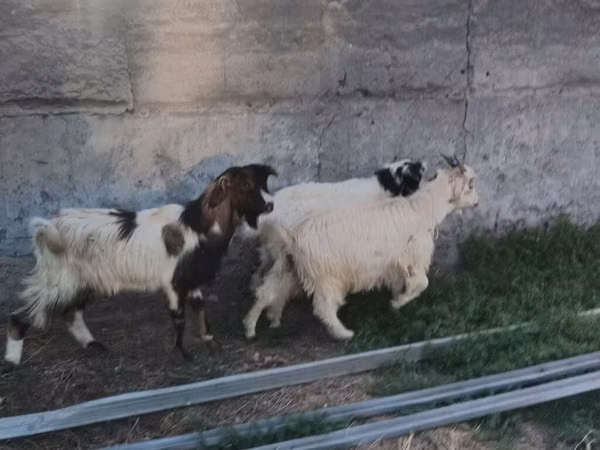 Ziegenbock, Ziegen