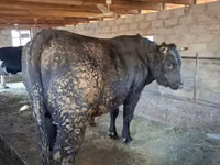 Buqa, Swiss cattle — 5-rasm