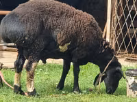 كبش, Blackheaded Persian sheep — الصورة 4