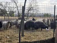 मेढ़ा, Racka sheep — फ़ोटो 1