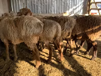 Qoyun, Arashan sheep — foto 3