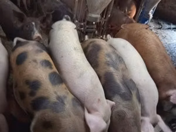 Porci (lot, sex nespecificat), Porci