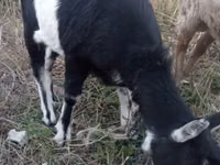 Țap, Alpine goat — foto 2