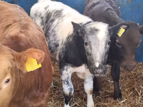 Buqa, Simmental cattle