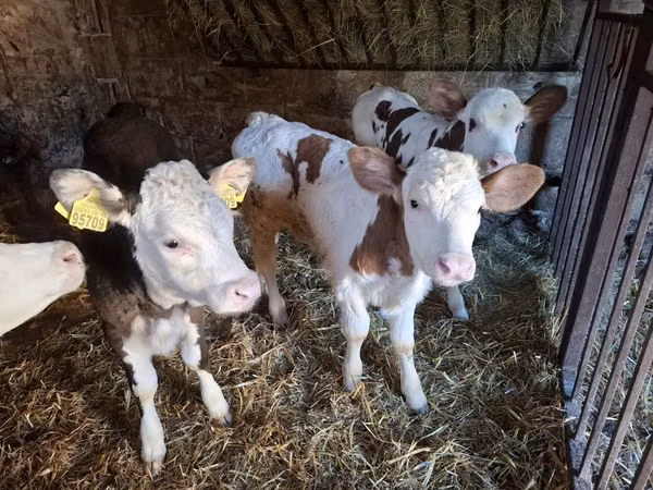 Vacă, Simmental cattle