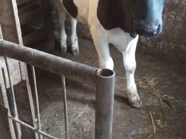 Vacă, Russian Black pied cattle