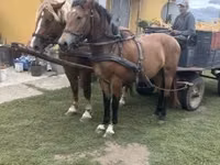 At, Atlar — foto 1